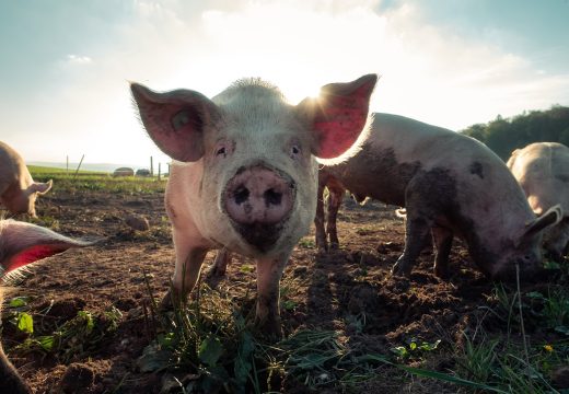 Ministarstvo poljoprivrede: Novo žarište afričke kuge svinja u Semberiji i Milićima