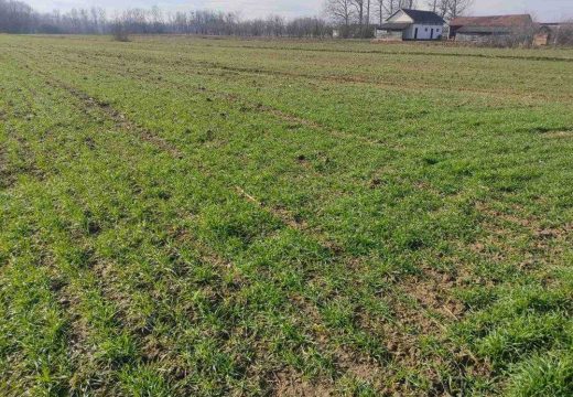 Semberija:  Ozimi usjevi dobro napreduju