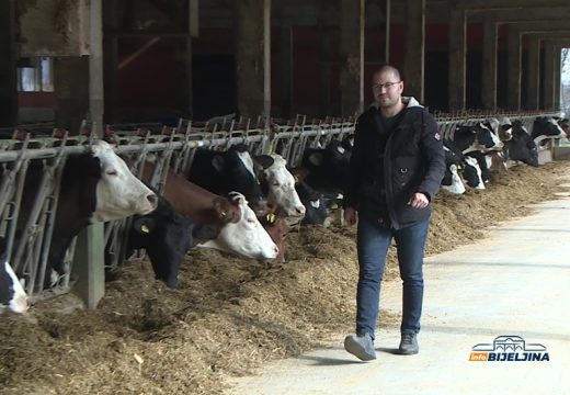 Imaju više od 200 grla: Mladi Semberac završio Fakultet elektrotehnike, ali prevagnula ljubav prema farmi