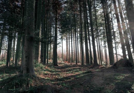 Vlada RS: Poskupljuju drvni sortimenti