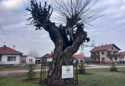 BIJELJINA: Crni dud iz Popova, drvo za koje je Knez Ivo vezivao svoga konja (Foto)