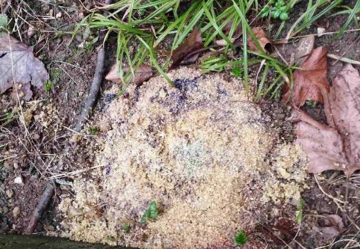 Banjaluka: Banjalučanka nudi 500 evra za bilo kakvu informaciju o osobi koja postavlja otrov