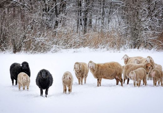 Lopare: Od jednog domaćina u sedam dana tri puta krao ovce