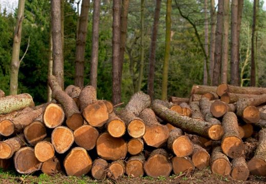 RS: Gdje je zapelo u Šumama Srpske? (Video)