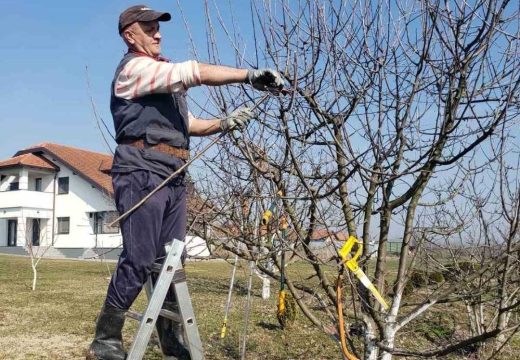 Nikola Nikolić i ovih dana u voćnjacima:  Orezuje voćke i uspješno kalemi stare autohtone sorte
