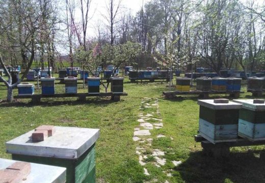 Prošlogodišnja suša ugrozila pčelinjake:  Zbog suše i nedostatka polena veliki gubici u pčelinjacima