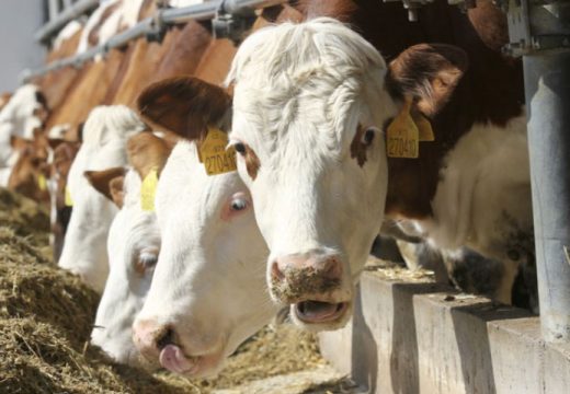Opasna bolest papkara: U BiH zabranjen uvoz iz Mađarske, Brandenburga i Berlina