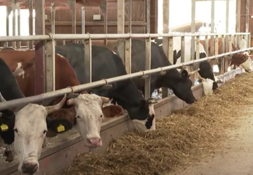 Ministarstvo poljoprivrede: Biće formiran tim stručnjaka za slinavku i šap