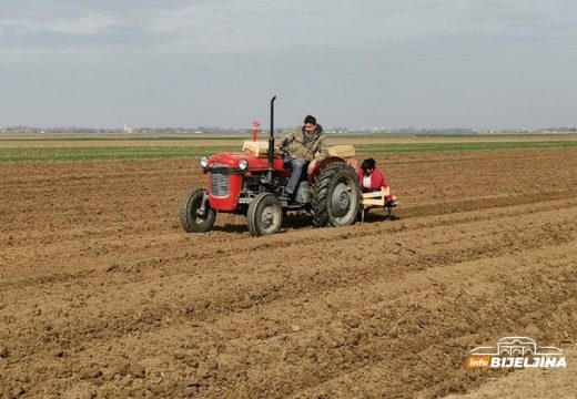 Semberci izračunali za koliko će biti skuplja sjetva kukuruza: Neki će udvostručiti površine pod suncokretom