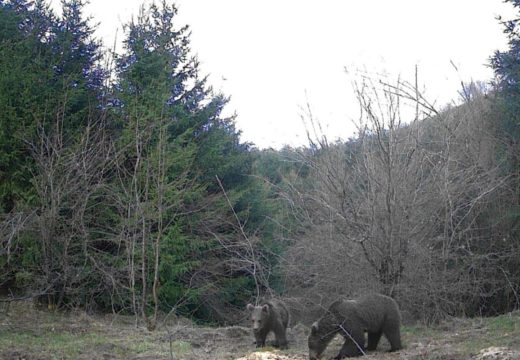 Obronci Grmeča: Medvjedi prekinuli zimski san i tragaju za hranom (Video)