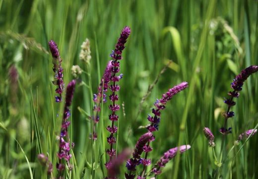 Najmoćniji antibiotik u prirodi: List ove biljke je lijek za cijelo tijelo