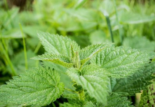 Brojni benefiti: Ova biljka je riznica zdravlja