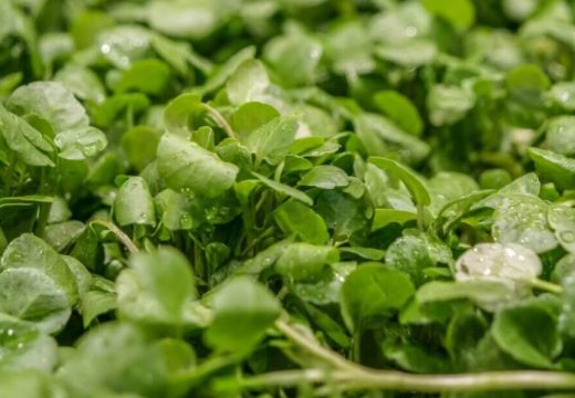 Iako je malo ko jede: Ovo je jedna od najzdravijih namirnica