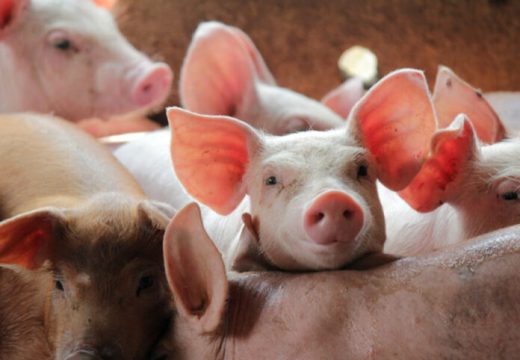 RS: Ministarstvo poljoprivrede isplatilo 3,18 miliona KM podsticaje za utovljene svinje
