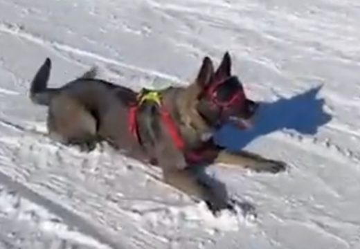 Heroj potrage: Pas pronašao malu Dunju