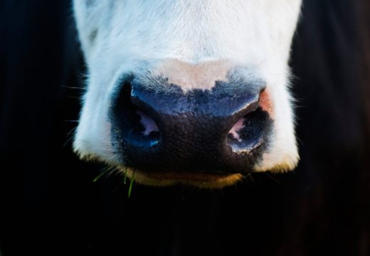 Ministarstvo poljoprivrede: Nema zvanične potvrde da je u Hrvatskoj registrovana slinavka i šap