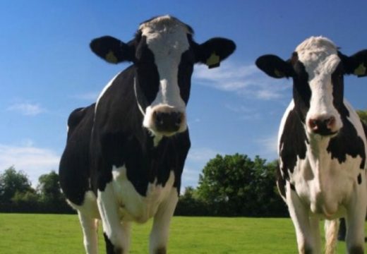 Zahtijevaju hitan sastanak: Mljekari traže hitne mjere zbog slinavke i šapa