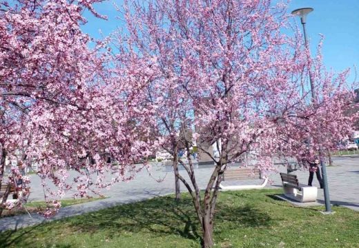Bijeljina: Sve sluti na proljeće (Foto)