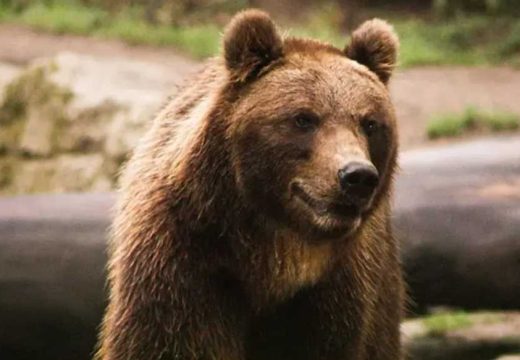 Zoo-vrt:Medvjed Miša najavio dolazak proljeća