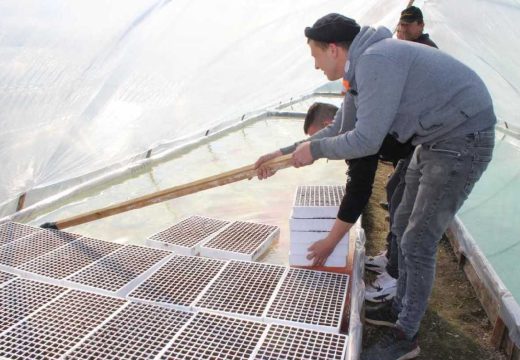 U toku kontejnerska sjetva duvana: Očekuje se veća proizvodnja i bolje otkupne cijene duvana