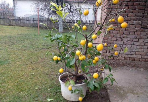 Amajlije:Limun rodio i prerodio (Foto)