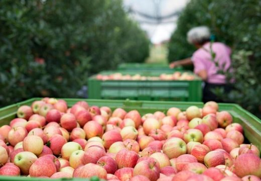 Ministarstvo: Isplaćena premija za voće