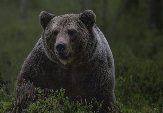 Vlasenica: Lovac kojeg je u BiH napao medvjed prebačen u Srbiju