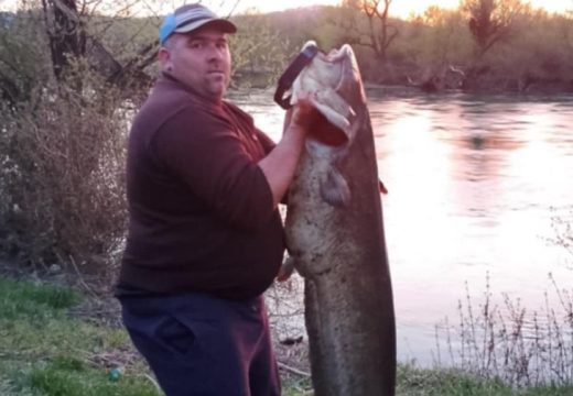 Som od 35,8 kilograma: Kapitalni ulov u rijeci Uni