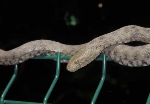 RS: Na šetalištu u Banjaluci uočena zmija veća od jednog metra (Video)