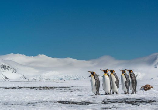 Oglasio se američki sekretar za trgovinu: Pingvini nisu slučajno na listi za carine