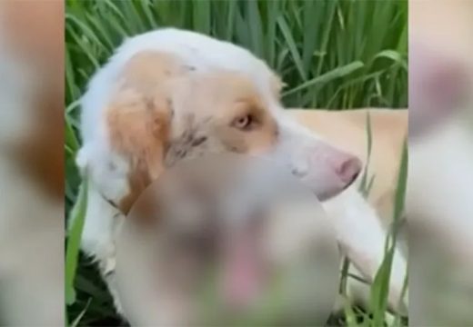 Detalji monstruoznog čina u Prijedoru: Pas operisan, bori se za život