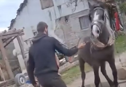 Policija: Identifikovane osobe koje su tukle konja u Prijedoru