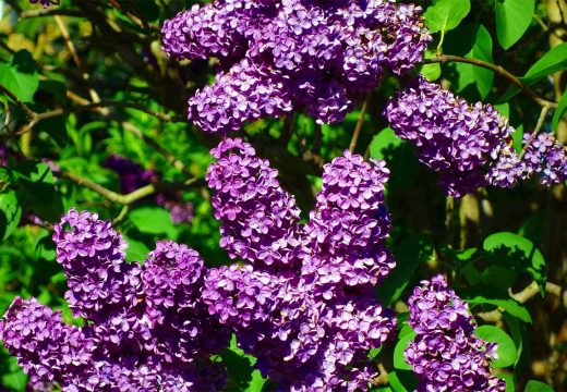 Narodna vjerovanja: Ovo cvijeće unesite u kuću prije Uskrsa; Vjeruje se da donosi mir i sreću