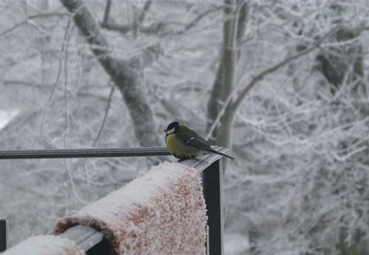 U Bijeljini jutros četiri stepena: Danas osjetno hladnije, vjetrovito i oblačno s padavinama