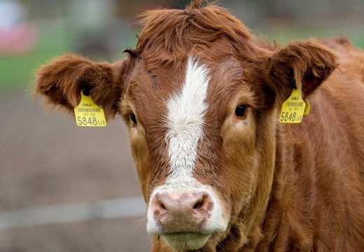 Strah od slinavke i šapa: Austrija najavila zatvaranje malih graničnih prelaza