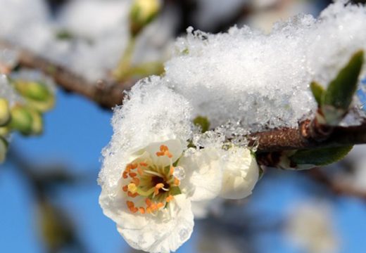 Poljoprivreda: Mraz nanio štetu voćarima