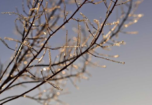 Od srijede toplije: Mraz prijeti procvjetalim voćkama