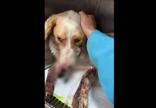 Najoštrije osuđuju: Oglasilo se Ministarstvo o zlostavljanju psa u Prijedoru