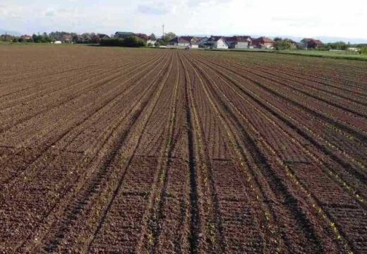 Bijeljina: Podnošenje zahtjeva za podsticajna sredstva za proizvodnju merkantilnog kukuruza do 15. juna