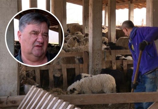RS: Tražio jagnje za slavu, danas ima 3.000 ovaca