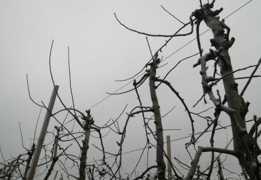 Ministarstvo poljoprivrede: Prije najavljenog mraza obaviti tretmane u voćnjacima