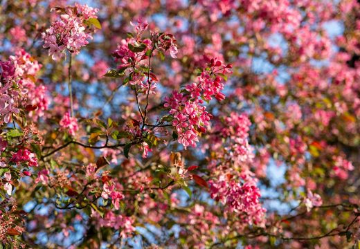 Prognoza: Vrijeme danas sunčanije i toplije