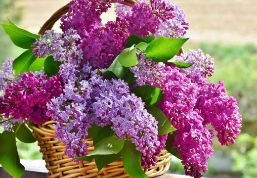 Hit na internetu: Banjalučanin pitao za jorgovan, a onda legendarno odgovorio (Foto)