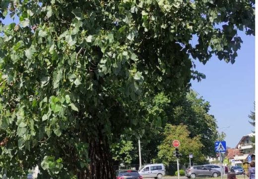 Sunčani maj donosi pojačane alergije: Stiže sezona lipe