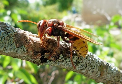 Ljeti stvaraju gnijezda: Kako da se otarasite stršljenova