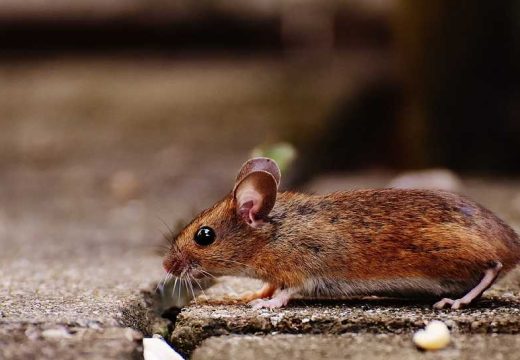 Leptospiroza stigla u Srpsku: Bolest koju prenose pacovi registrovana u tri grada