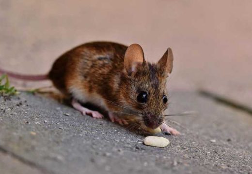 Zarazna bolest: Šta je leptospiroza, opasna bolest koja se pojavila u Sarajevu