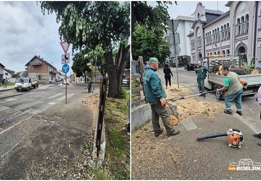Bijeljina: Nakon pada drveta, radnici bijeljinskog “Komunalca” očistili trotoar i put