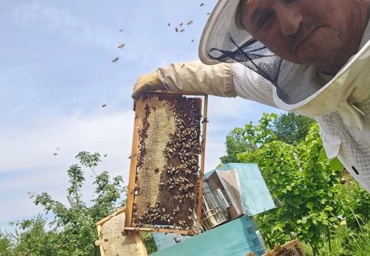 Opasnost za populaciju domaćih pčela: Neminovan dolazak azijskog stršljena