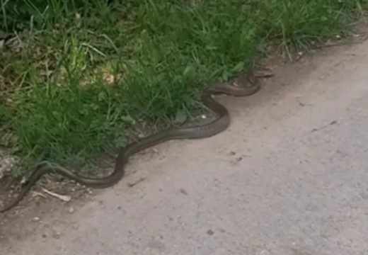 Ogromna zmija snimljena u Sarajevu: Ne dirajte je, ne dira ni ona vas (Video)